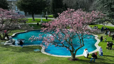 İstanbul’un saklı cenneti, Ihlamur Kasırları’nda manolyalar açtı