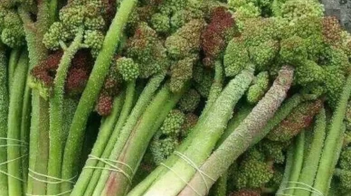 Işkın otunun bilinmeyen faydaları