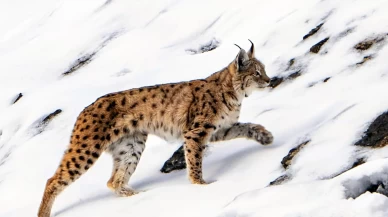 Vaşak köye inip, yiyecek aradı: O anlar kameralara yansıdı