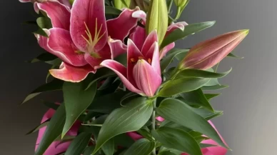 Pembe Lilyum: Zarafetin ve Masum Sevginin Çiçeği