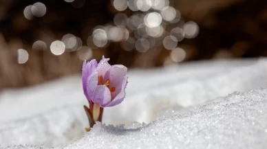 Malatya'da baharın müjdecisi kardelenler çiçek açtı