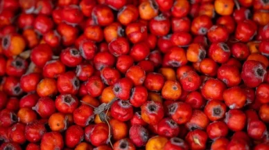 Alıç nedir, neden kullanılır?