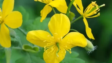 Göz bozukluklarından eklem iltihaplarına, doğanın şifalı iksiri