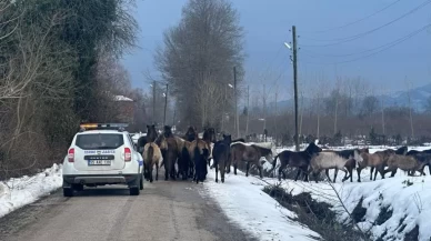 Samsun’da başıboş atlar belediyeyi harekete geçirdi