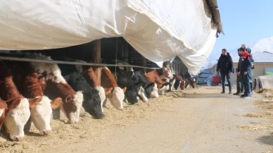 Erzincan’da büyükbaş hayvan işletmelerine arilik incelemesi