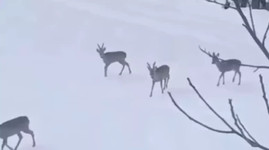 Kar üstünde muhteşem manzara!