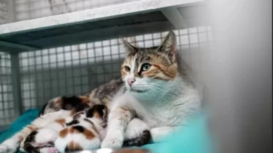 Mersin'de camide doğum yapan kedi ile 3 yavrusu koruma altına alındı