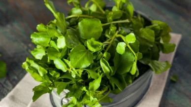 Dünyanın en sağlıklı sebzesi tere çıktı! İşte faydaları...