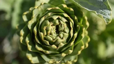 Rüyada Enginar Görmek Ne Anlama Gelir?