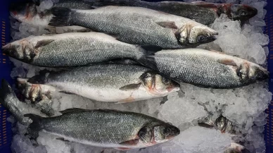 Karadeniz Bölgesi'nin su ürünleri ihracatı 62 milyon doları aştı