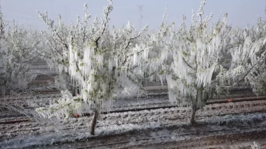 Iğdır Tarım ve Orman İl Müdürlüğü, zira dondan etkilenmediklerini açıkladı
