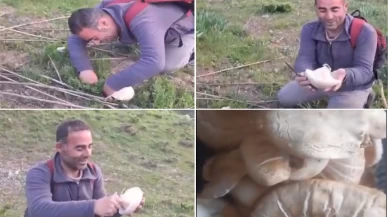 Bitlis’te dağ mantarı çıkmaya başladı