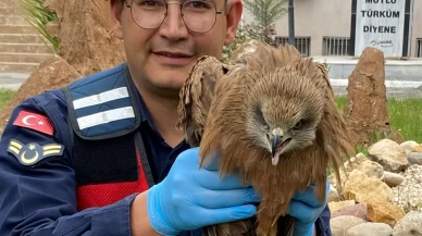 Adıyaman'da bulunan yaralı kızıl şahin koruma altına alındı