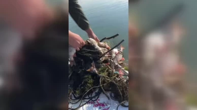 Sapanca Gölü'nde balıkçılar, 'hayalet' ağlara takılmış binlerce ölü balık buldu