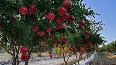 Isparta'da son 3 yılda 180 bin meyve fidanı dağıtıldı