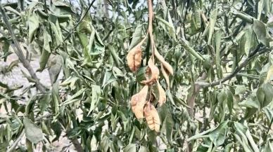 Zirai don alarmı! Meteoroloji'den uyarı geldi