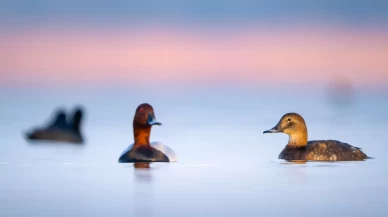 Uluabat Gölü'ndeki 11 ada kuşlara ev sahipliği yapıyor