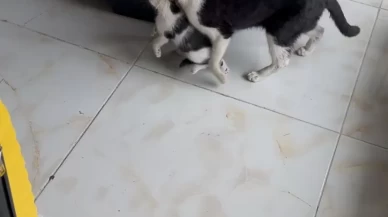 Anne kedinin, yavrularını dükkana getirme anı güvenlik kamerasına yansıdı