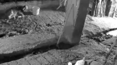 Simav'da deprem anı: İnekler ve buzağılar büyük korku yaşadı!