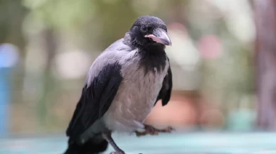 Kargaların zekası bir kez daha kanıtlandı: Geometrik şekilleri ayırt edebiliyor