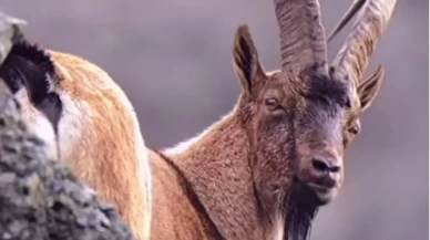 Artvin Deriner Barajı'nda yaban keçileri görüntülendi