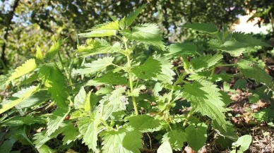 Isırgan otunun şifası ve lezzeti: Doğru pişirme yöntemleriyle sofraların gözdesi