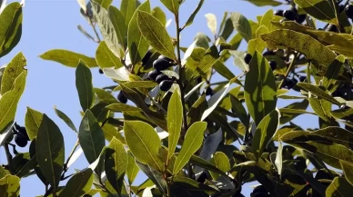 Şifa kaynağı defne yaprağı: Aromasıyla yemekleri, faydalarıyla sağlığınızı zenginleştiriyor!