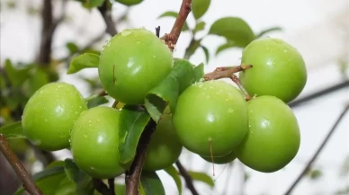 Bebeklere erik ne zaman verilir? 6 aydan itibaren güvenli tüketim yöntemleri
