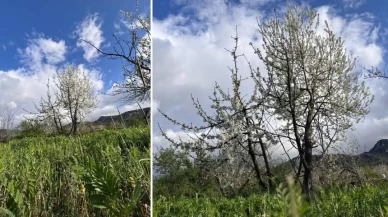 Kuşadası'nın Kirazlı Mahallesi'nde kiraz ağaçları çiçek açtı! Baharın gelişi kartpostal gibi manzaralar oluşturdu