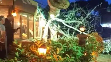 Devasa ağaç yıkıldı, 2 kişi hafif yaralandı
