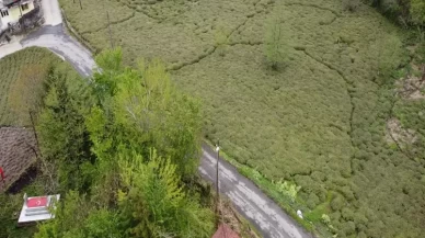 Zirai don çayı da etkiledi! Yüzde 3’lük düşüş beklentisi