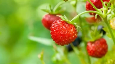 Dağ Çileği Zehirli Mi?