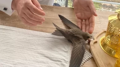 Amasya'da ebabil kuşu AK Parti il başkanının evine misafir oldu