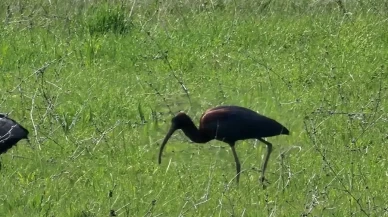 Elazığ’da nesli azalan çeltikçi kuşları görüntülendi