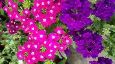 Rüyada çiçek görmek: Hayal ettiğiniz başarılar gerçekleşiyor