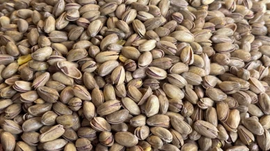 Türkiye yılın ilk üç ayında 59,7 milyon dolar fıstık ihraç etti