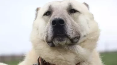 Sivas’taki ani hava değişimleri köpekleri depresyona soktu