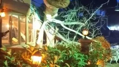 Devasa ağaç yıkıldı, 2 kişi hafif yaralandı