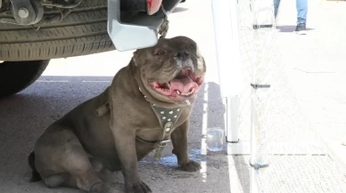 Malatya'da bir kadın pitbull saldırısına uğradı