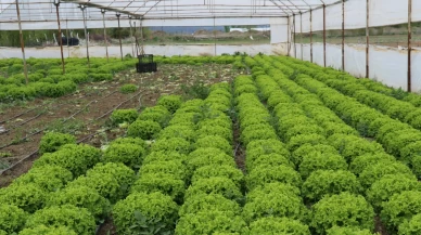 Yetersiz yağış ve ani hava değişimleri sebze-meyve fiyatlarını vurdu