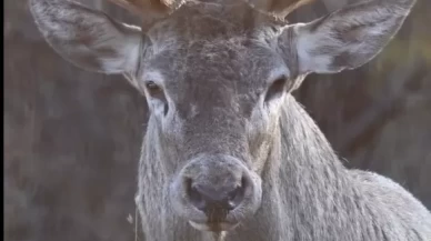 Sürpriz karşılama: "Hoş geldin" der gibi baktı, sonra olanlar oldu