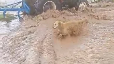 Sivas'ta sağanak sele neden oldu