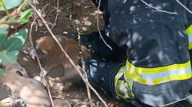 Hatay'da itfaiyenin 'yavru köpek' operasyonu kalpleri ısıttı