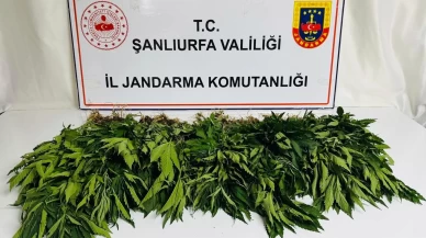 Şanlıurfa'da uyuşturucu operasyonu! 42 gözaltı