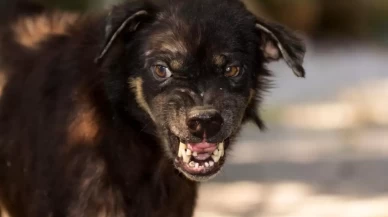 6 yaşındaki çocuk dehşeti yaşadı
