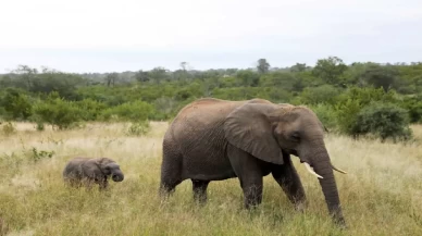 Bangladeş'te fil sürüsü kalabalığa daldı: 2 ölü