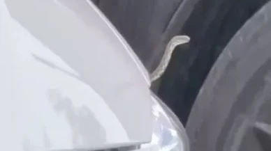 Bursa İnegöl’de yılan sayısındaki artış paniğe neden oldu!