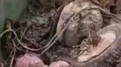 Denizden çıkarılan yasadışı tonozlar çevre felaketini gözler önüne serdi