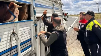 Trakya’da kaçak hayvan taşıyan kişiye ağır para cezası