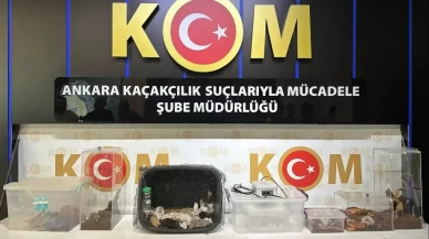 96 egzotik hayvan ele geçirildi